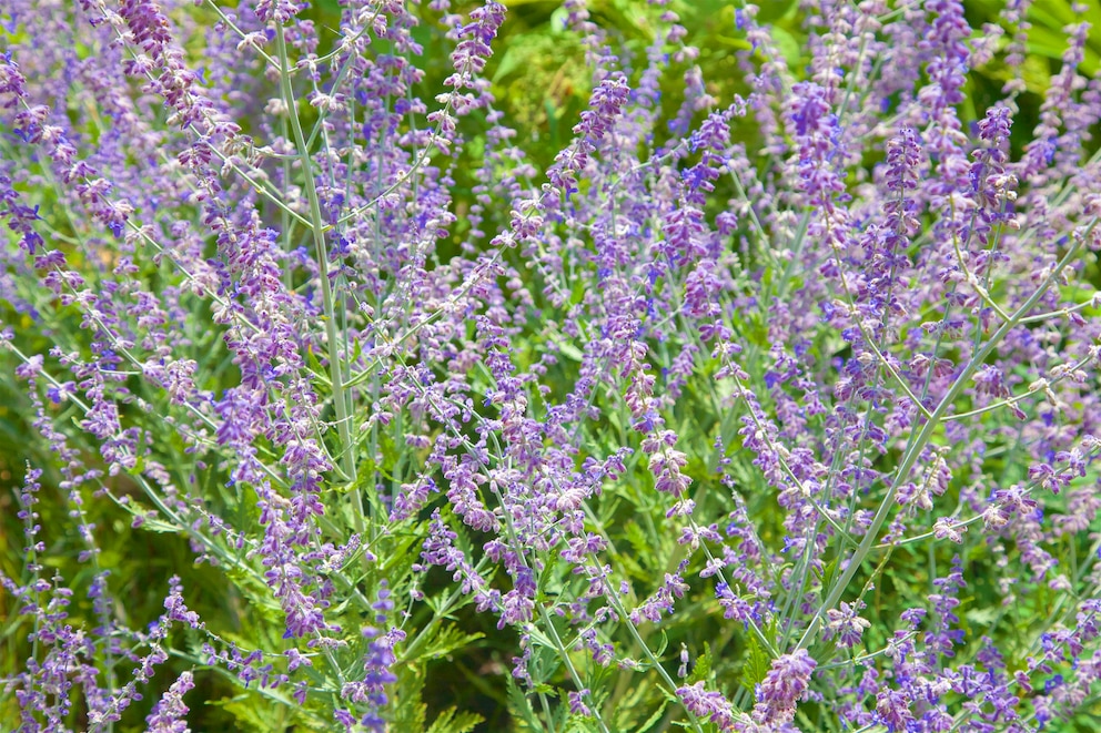 Bienen und Schmetterlinge fliegen den Silberstrauch gerne an