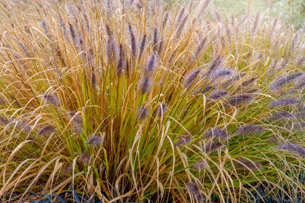 Das Flaschenputzgras kann bunte Beete gut ergänzen