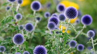 Kugeldistel