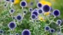 Kugeldistel
