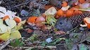 Durch Lebensmittelabf&auml;lle wird der Kompost zu einer gef&uuml;llten Speisekammer f&uuml;r Nagetiere wie Ratten und M&auml;use