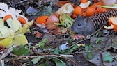 Durch Lebensmittelabfälle wird der Kompost zu einer gefüllten Speisekammer für Nagetiere wie Ratten und Mäuse