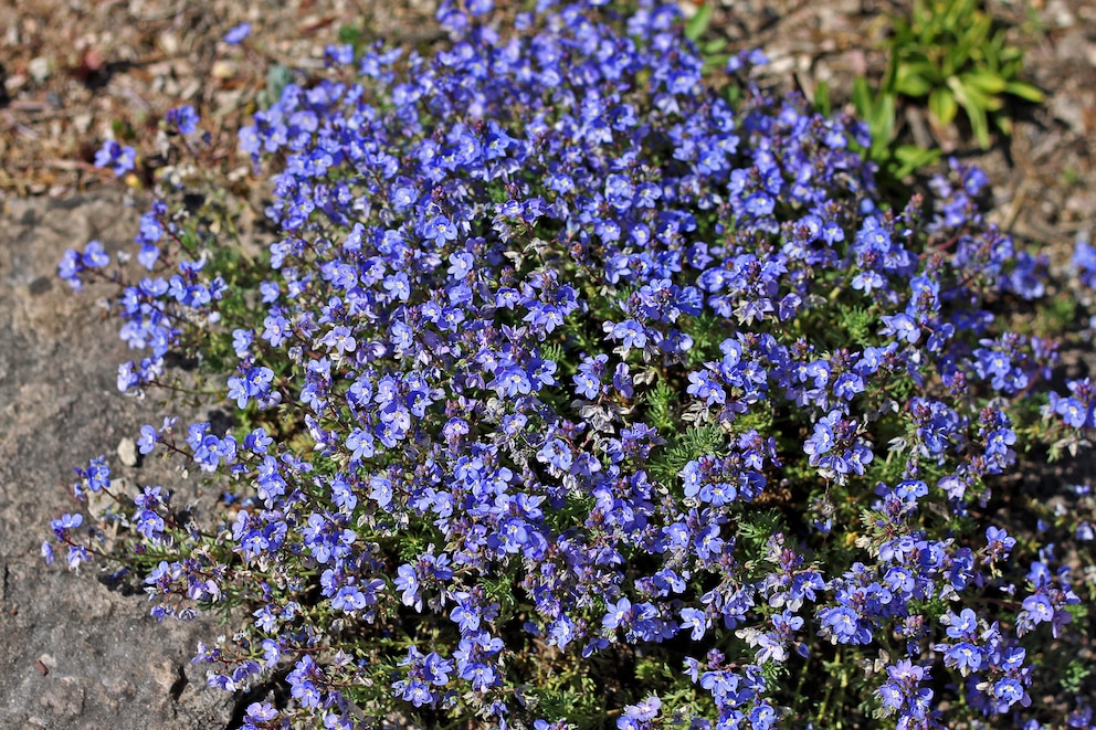 Der Armenische Ehrenpreis bildet flache Blüten aus und eignet sich als Bodendecker im Garten oder auf dem Balkon