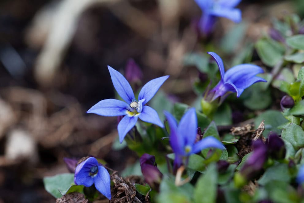 As a true perennial bloomer, the Blue Star Creeper displays its numerous small flowers from May to October with proper care