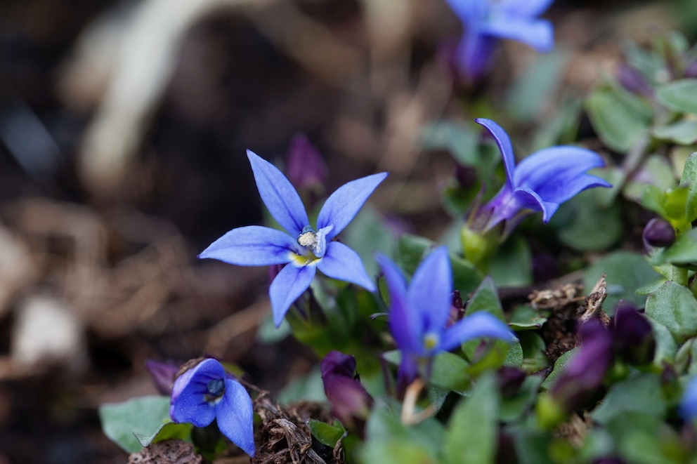 Als echter Dauerblüher gilt der Blaue Bubikopf. Seine zahlreichen, kleinen Blüten zeigt er bei guter Pflege von Mai bis Oktober