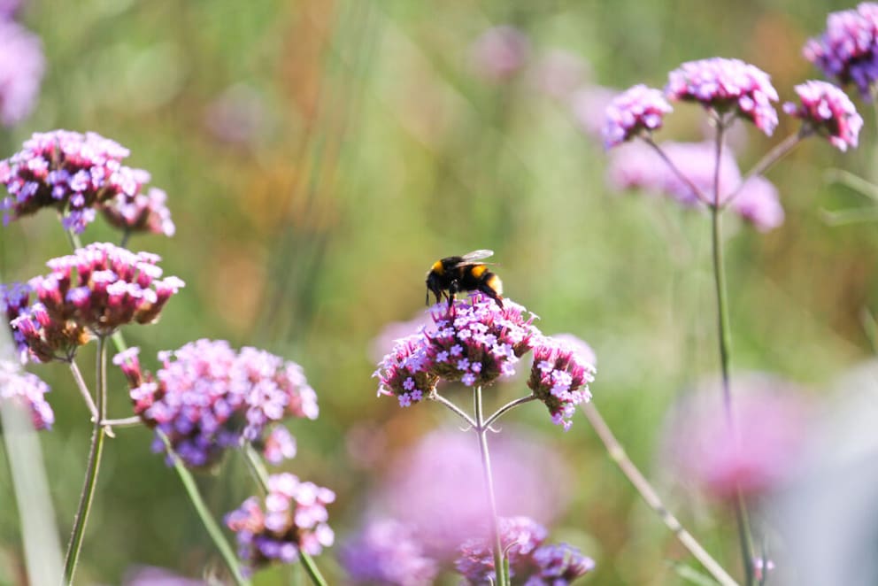 The Argentinian vervain blooms even in October. It should be planted in larger groups.