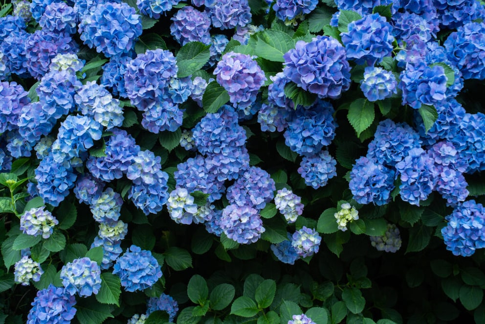 To bloom blue, hydrangeas need the right location