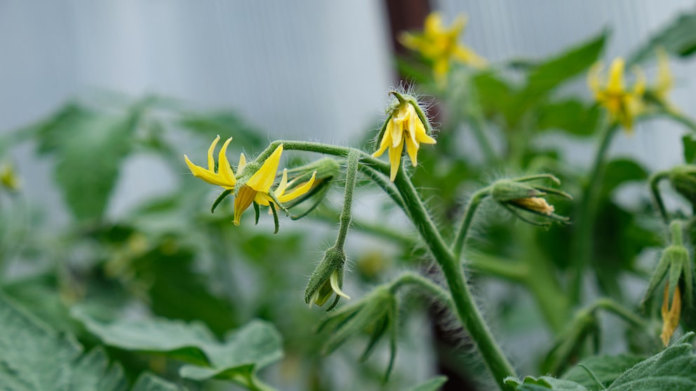 Blüte an Tomatenpflanze