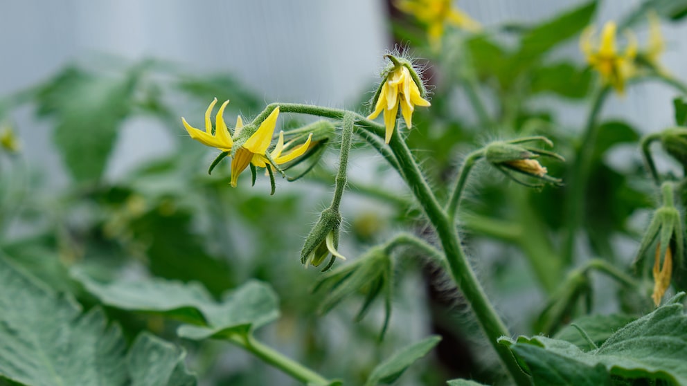 Blüte an Tomatenpflanze