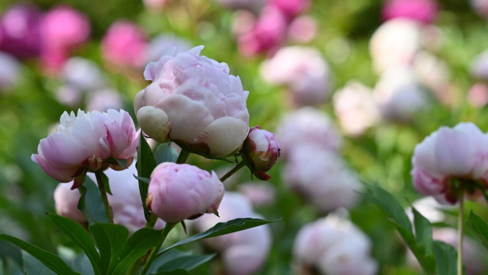 Depending on the weather, peonies can bloom as early as May