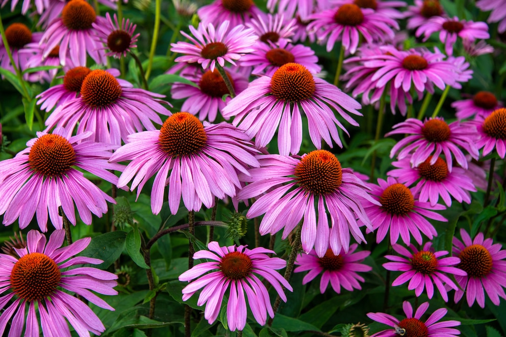 Echinacea bringt Bauerngarten-Flair in herbstliche Rabatten. Und Schmetterlinge landen hier auch gerne.