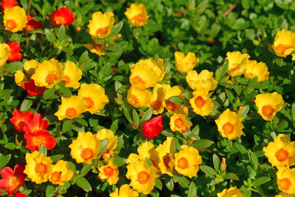 Portulakröschen blühen von Juni bis August