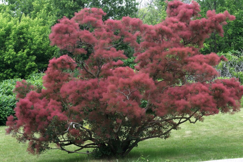 Smokebush is particularly attractive not only because it is easy to care for but also due to its red foliage