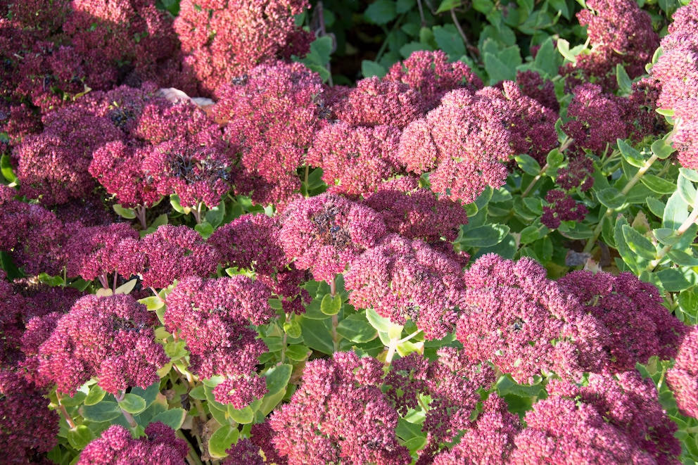 Robuste Schönheit mit Herbstblüte: die Fetthenne (Sedum)