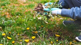 Löwenzahn als Unkraut im Garten