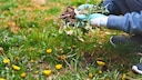 Löwenzahn als Unkraut im Garten