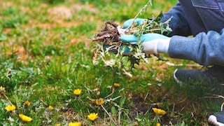 Löwenzahn als Unkraut im Garten