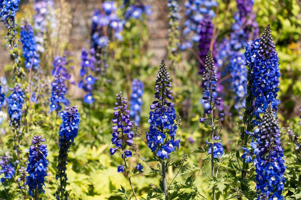 8 blaue Blumen fr Garten und Balkon - myHOMEBOOK