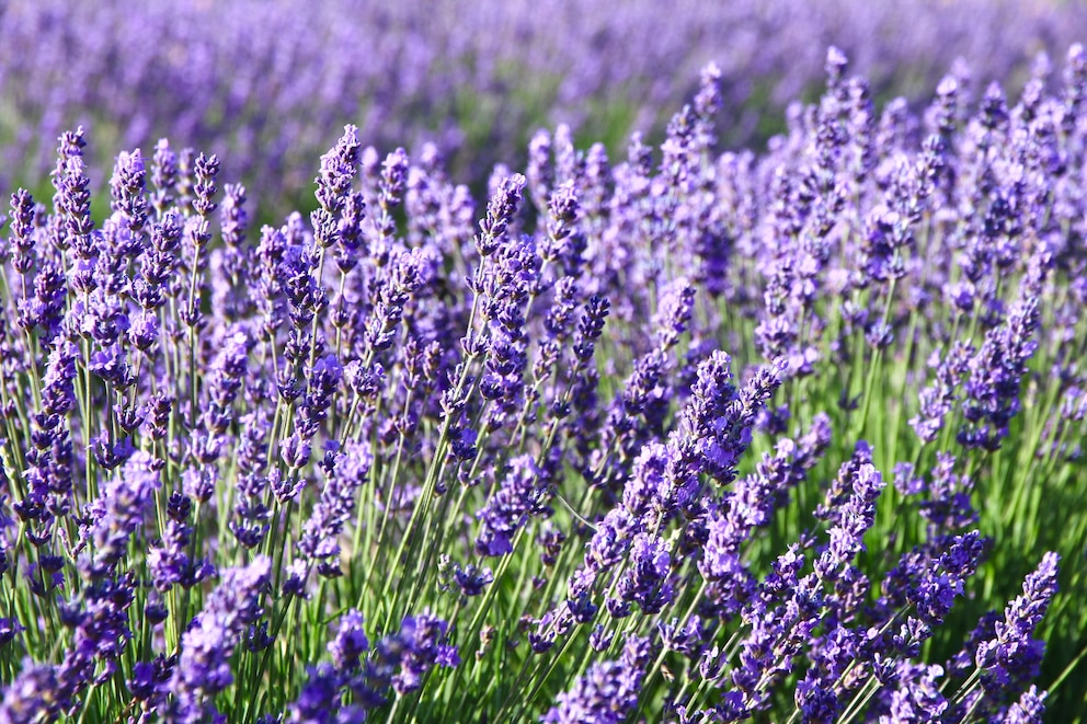 Lavendel macht optisch viel her, ist ein Bienenmagnet und auch winterhart