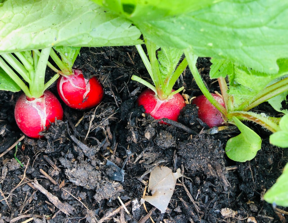Radishes are considered easy-care vegetables