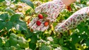 Himbeeren vermehren