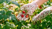 Himbeeren vermehren