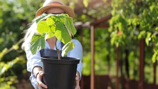 Der Paulownia-Baum, hier in seiner frühen Jugendphase, wächst unter den richtigen Bedingungen besonders schnell