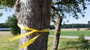 Ein gelbes Band an einem Obstbaum hat eine besondere Bedeutung