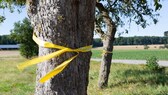 Ein gelbes Band an einem Obstbaum hat eine besondere Bedeutung