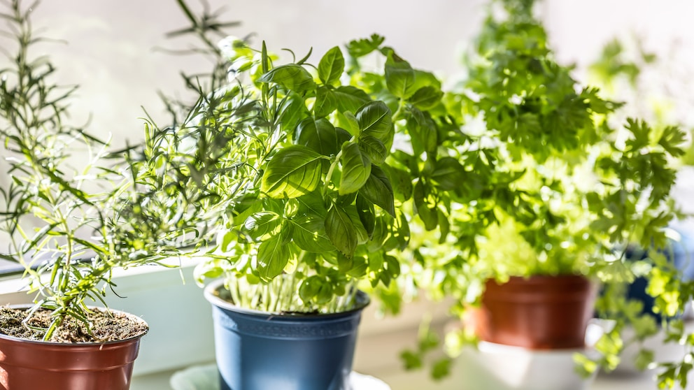 Ob Rosmarin, Basilikum oder Petersilie, viele Deutsche haben ihren eigenen kleinen Kräutergarten auf der Fensterbank oder im Garten