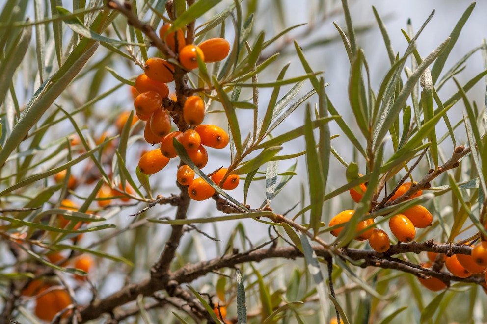 Über die Beeren am Sanddorn freuen sich auch die Vögel im Garten