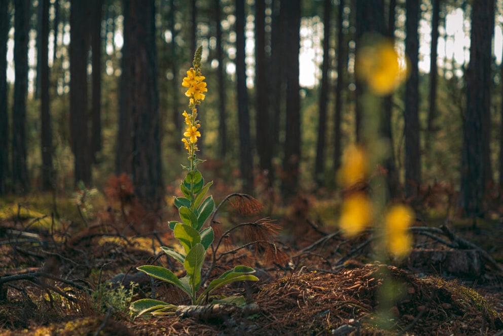 Mullein reaches a considerable height and should be planted further back in the perennial bed