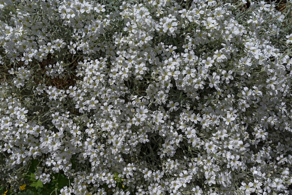 Snow-in-Summer forms bushy flower cushions both in the bed and on the balcony