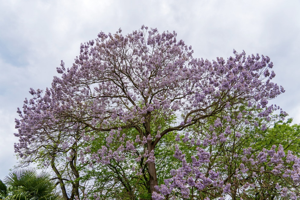 Neben dem schnellen Wachstum ist der Blauglockenbaum für private Gärten insbesondere wegen der Blüten attraktiv