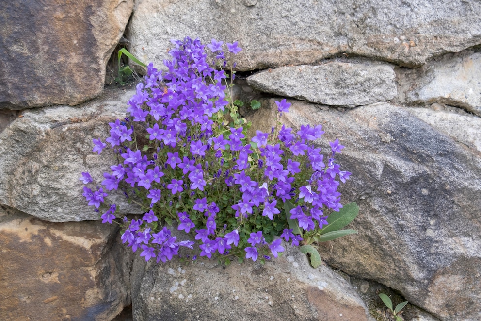 Im Steingarten und auch zwischen den Steinen einer Gartenmauer kann man Polsterglockenblumen kultivieren