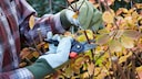 Im Herbst steht bei vielen Gehölzen im Garten ein Rückschnitt an, damit sie im kommenden Frühjahr wieder gut austreiben