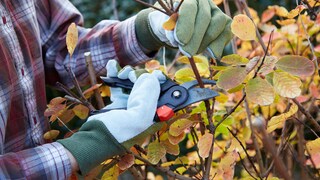 Im Herbst steht bei vielen Gehölzen im Garten ein Rückschnitt an, damit sie im kommenden Frühjahr wieder gut austreiben