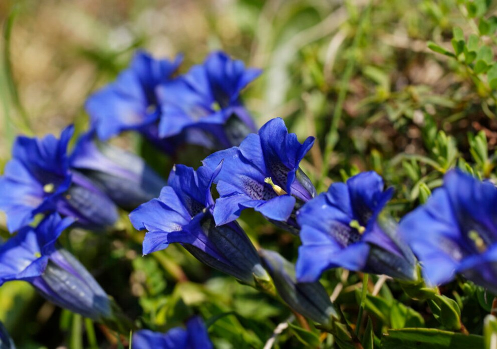 The Armenian speedwell forms flat flowers and is suitable as ground cover in the garden or on the balcony
