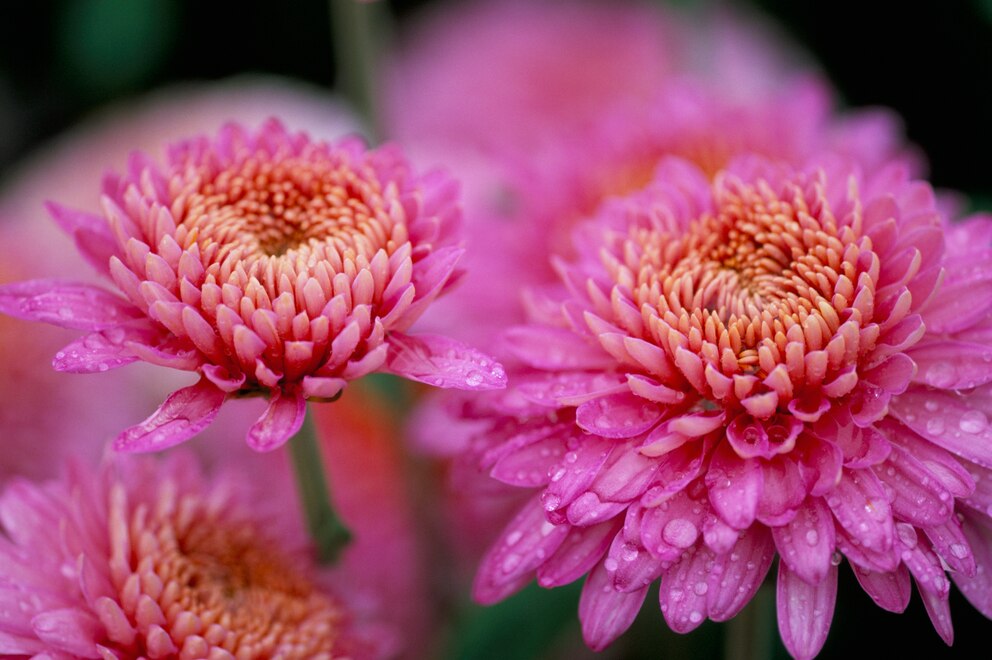 Chrysanthemen bringen jeden Blumenkasten zum Leuchten