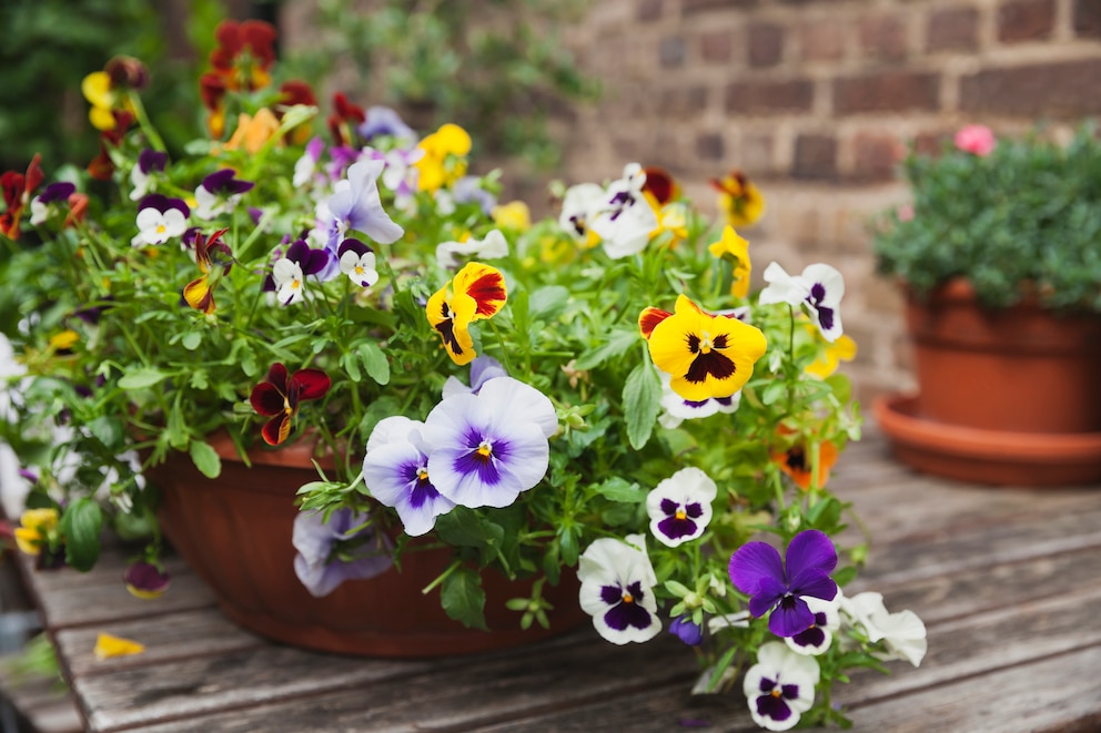 Das Hornveilchen, Viola Carnuta, ist die kleine, robuste Schwester des Stiefmütterchens