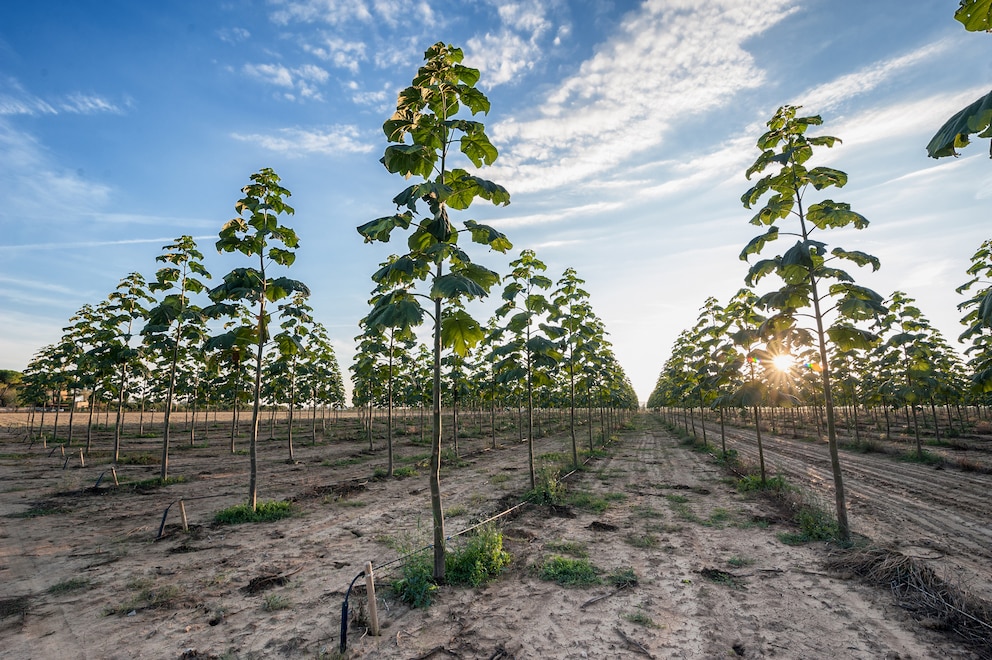 Plantagen versprechen eine besonders ertragreiche Holzproduktion