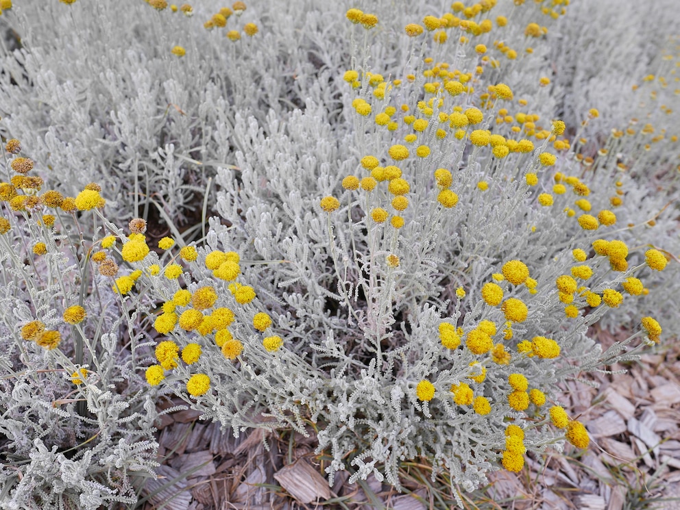 Schlichte Schönheit aus dem Süden: das Heiligenkraut (Santolina Chamaecyparissus)