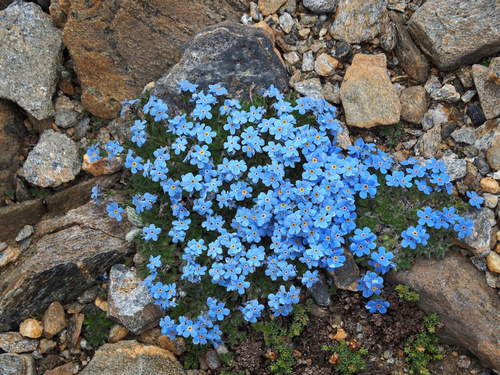 The typical flower color of the forget-me-not is blue. However, depending on the species, it can also bloom in a pretty pink hue