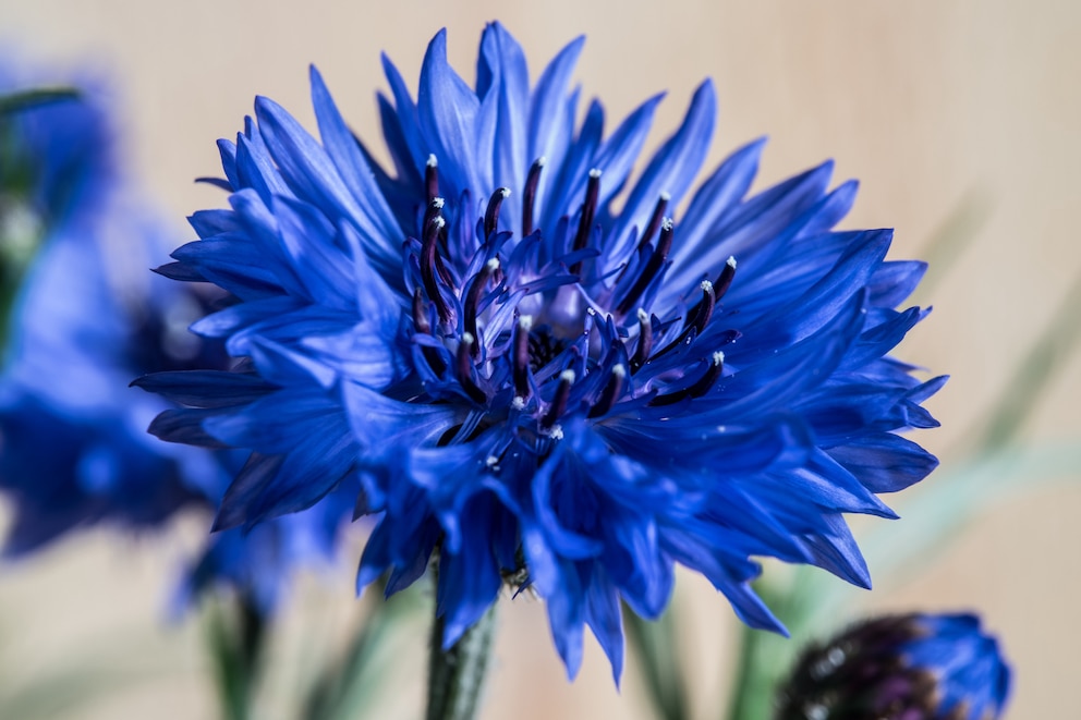 Kornblumen sind nicht giftig. Salate können durch die blauen Blüten optisch aufgewertet werden