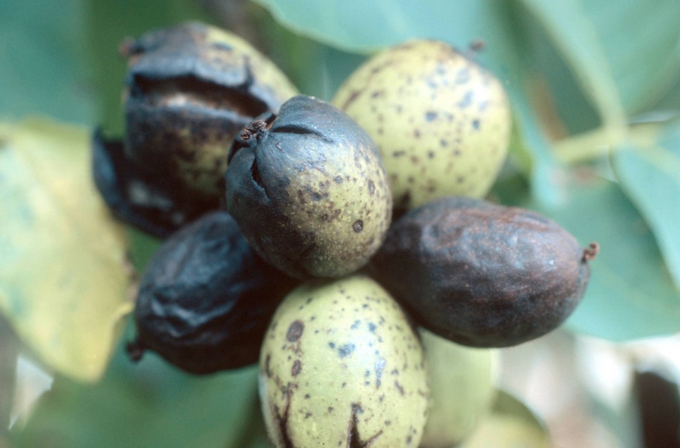 Sehen die Walnüsse am Baum wie hier zu sehen aus, können die Larven der Walnussfruchtfliege dafür verantwortlich sein 