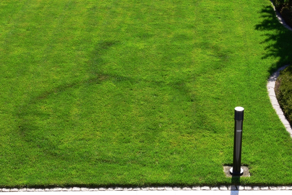 Die Spuren eines Hexenrings von einem Nelkenschwindling im Garten der Nachbarin von Schuster