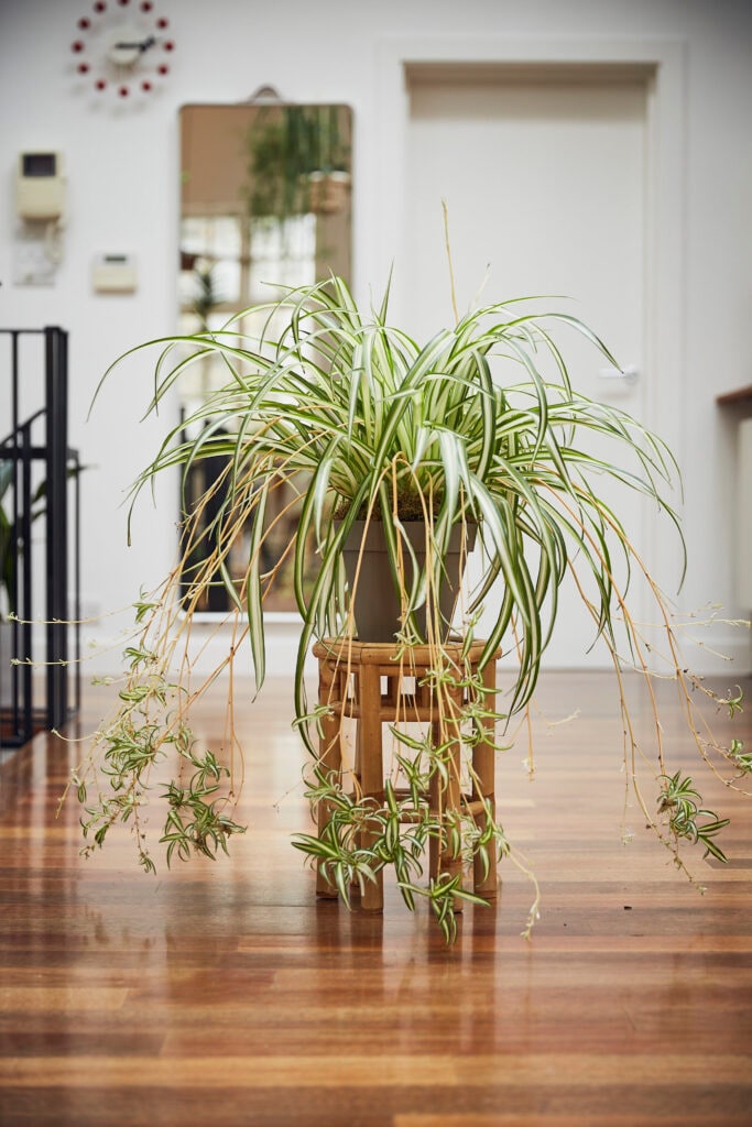 The Spider Plant is extremely popular and easy to care for. It can grow in both light and dark conditions