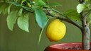 Zitronenbaum überwintern