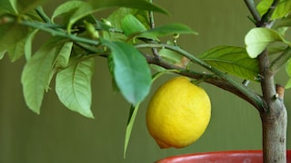 Zitronenbaum überwintern