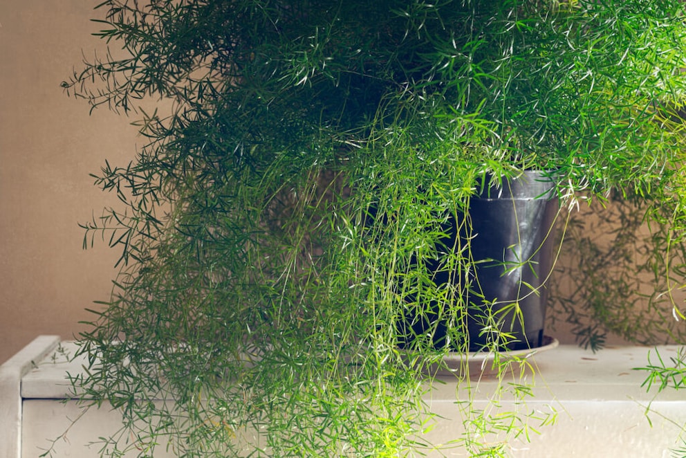 Asparagus Fern